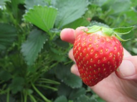 いちご狩り🍓