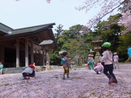 桜のじゅうたん