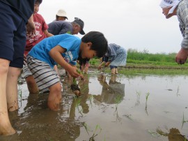 田植え体験