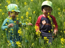 菜の花でかくれんぼ
